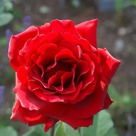 Burg Arras 3* Альф