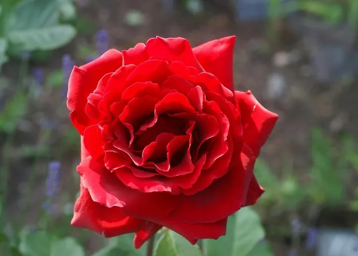 Burg Arras 3* Альф